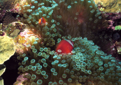 Datacraft Sozaijiten - 035 Corals and Marine Creatures (200xHQ) 0HNqFHTf