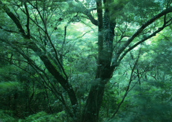Datacraft Sozaijiten - 134 Forests & Light Falling Through Trees (200xHQ) 2ov25hAy