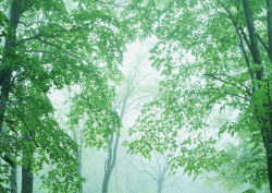 Datacraft Sozaijiten - 134 Forests & Light Falling Through Trees (200xHQ) 37Goi6yU