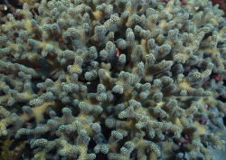 Datacraft Sozaijiten - 035 Corals and Marine Creatures (200xHQ) 5sEuACe8