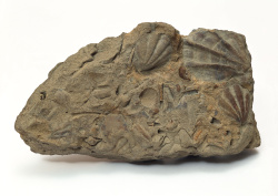 Datacraft Sozaijiten - 011 Fossils (200xHQ) BAfNRqWM