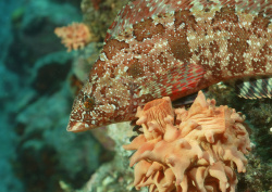 Datacraft Sozaijiten - 035 Corals and Marine Creatures (200xHQ) IonYmRBT