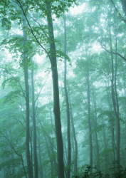 Datacraft Sozaijiten - 134 Forests & Light Falling Through Trees (200xHQ) TBctmr5L