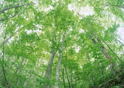 Datacraft Sozaijiten - 134 Forests & Light Falling Through Trees (200xHQ) UecsSL6c