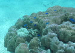 Datacraft Sozaijiten - 035 Corals and Marine Creatures (200xHQ) ZyCZ8S4C
