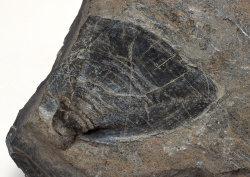 Datacraft Sozaijiten - 011 Fossils (200xHQ) DljYriNu