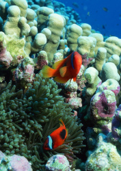 Datacraft Sozaijiten - 035 Corals and Marine Creatures (200xHQ) IH3coAE8
