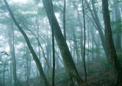 Datacraft Sozaijiten - 134 Forests & Light Falling Through Trees (200xHQ) WeABrFeh