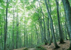 Datacraft Sozaijiten - 134 Forests & Light Falling Through Trees (200xHQ) Wuk3xdaB